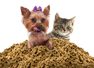 Adorable dog and cat on pile of dry pet food against white background