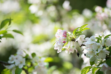 화사하게 핀 사과꽃