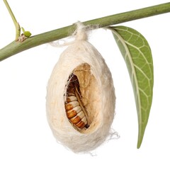 Silkworm Cocoon Hanging on Silk Thread, Detailed Macro on White