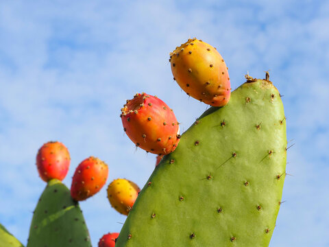 Prickly pear or Opuntia Maxima succulent, green leaves or cladodes and orange red edible fruits, against blue cloudy sky, close up. Opuntia is evergreen flowering cactus of the family Cactaceae.
