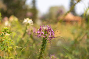 Close-Up of Purple Cleome Flower Blooming in Botanical Garden, Bangalore, India