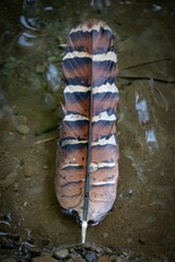 Striped feather on wet sand.