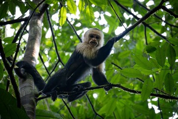 Capuchin Monkey in Lush Forest