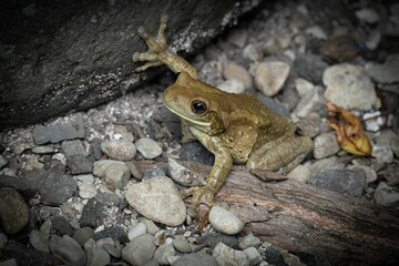 Close-up of a Brown Frog on Rocky Ground