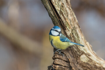 Cyanistes caeruleus