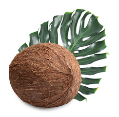 Fresh coconut and green tropical monstera leaf isolated on white
