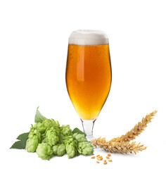 Fresh beer in glass with hop flowers and ears of wheat on white background