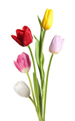 Beautiful colorful tulips isolated on white. Spring flowers
