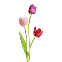 Beautiful colorful tulips isolated on white. Spring flowers