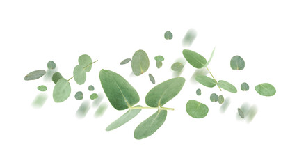 Obraz premium Eucalyptus leaves in air on white background