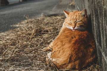 Cat on the Cat Island or Aoshima Island, Ehime
