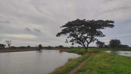 A peaceful rural fish pond with a large tree by the dirt path, surrounded by lush green grass under...