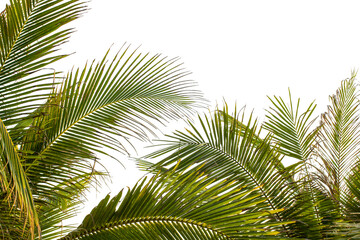 Fototapeta premium palm tree isolated on white