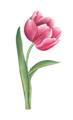 Fototapeta premium Watercolor tulip with green leaf. Hand drawn watercolor floral illustration, isolated white background