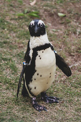 Naklejka premium Portrait of penguin in the zoo