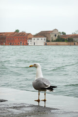 A seagull bird in Venice, Italy