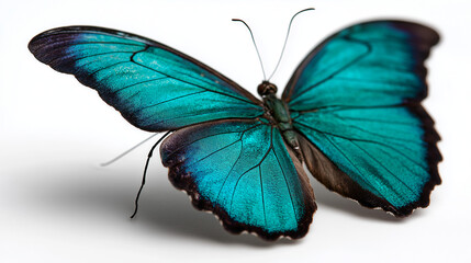 A blue and black butterfly sitting on a white background, ideal for use in designs related to nature or wildlife
