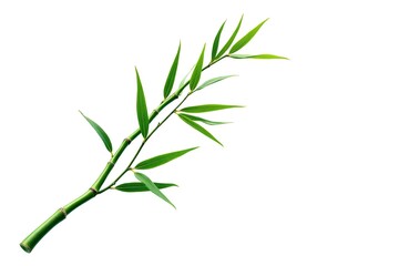 Fototapeta premium Fresh green bamboo stem showcases vibrant leaves against a pristine white backdrop perfectly