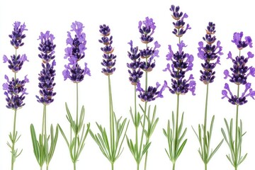 Naklejka premium A collection of soft wild lavender flowers, isolated against a clear backdrop