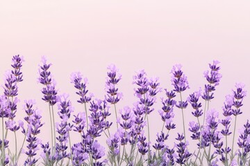 Naklejka premium A collection of soft wild lavender flowers, isolated against a clear backdrop