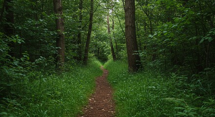 Obraz premium Forest Trail Through Green Trees