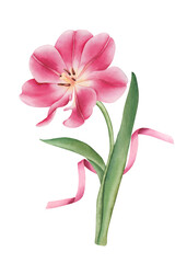 Watercolor tulip with ribbon. Hand drawn watercolor botanical illustration, isolated white background