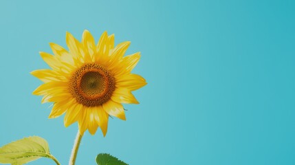 Obraz premium Bright sunflower in full bloom against a clear blue sky with green leaves beneath the golden petals