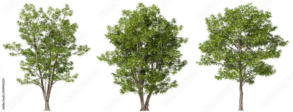 Poster isolated forestry trees outside set on transparent backgrounds 3d rendering png
