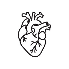 Hand drawn human heart. Vector.