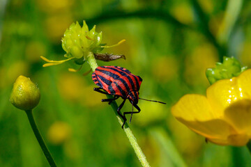 Red and black Italian Striped Beetle or Minstrel Bug (Graphosoma lineatum). Stinky bug on the stem.