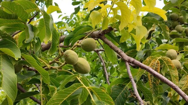 View of developing green walnuts among the lush foliage of tree branches in summer, with smooth lateral camera movement