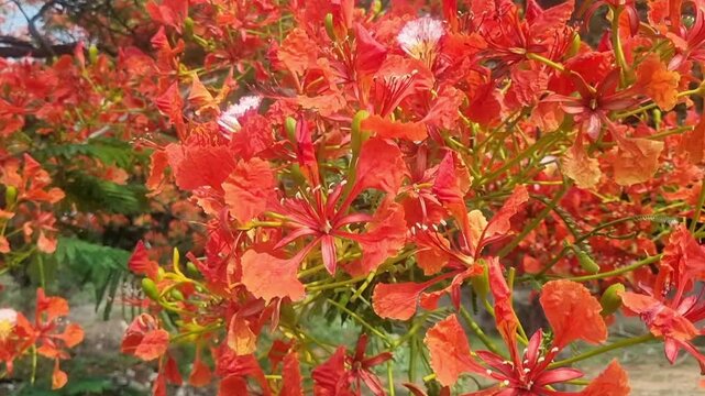 Vibrant red flame tree, gul mohar (Delonix Regia) flowers in full bloom. Concept of plants and flowers