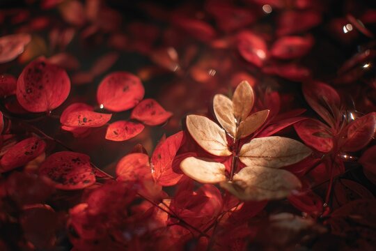 Bright floating leaves against a carpet of red foliage, warm light accents
