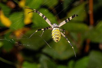Exotic striped spider amazing arachnid close up detailed nature