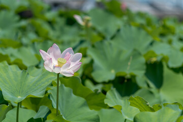 夏の池に咲く蓮の花と葉の風景