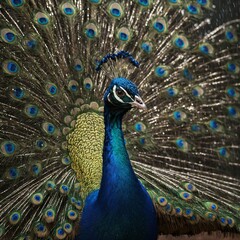 Obraz premium peacock with feather