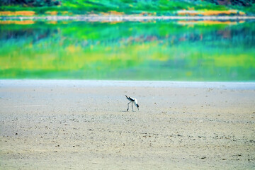 Drying ponds (sor - shallow brackish-water planar lake bed) and a mudbank on which the avocet feeds