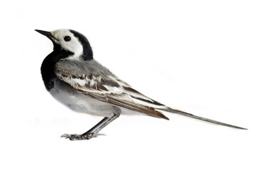 European birds. Shooting white wagtails, pied wagtail (Motacilla alba male in breeding plumage) on...