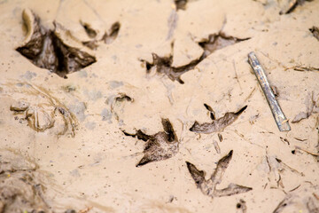 Wader and wild duck teal (left) footprints on soft, fresh mud. The Northern Europe lowland moor