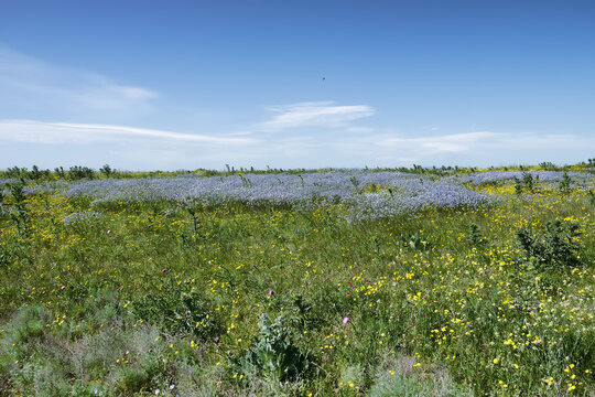 Long-stalked flax  and Hawksbeard (Crepis sp.) bloom massively in large areas of the dry steppe. Disturbed soils; derelict lands, long term fallow. Northern Black Sea Region.