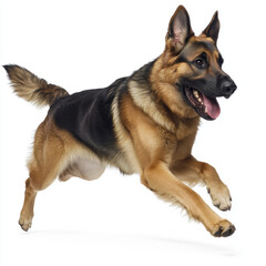 German Shepherd joyfully running on white background