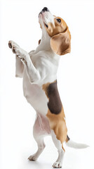 Playful Beagle dog stands on hind legs against white background