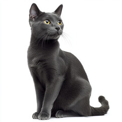 Sleek Korat cat with blue grey coat sits on white background