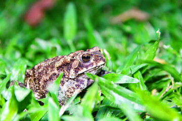 Ferguson's toad (Bufo fergusonii) in past Schneider's (dwarf) toad (Duttaphrynus scaber) amphibian to Sri Lanka and India. Picture from evergreen tropical forest of Sri Lanka