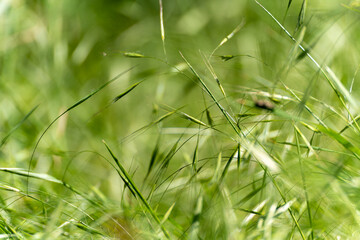 Grasses in the wind. Delicate green stems sway in the wind. A summer moment of nature, softly captured in focus.