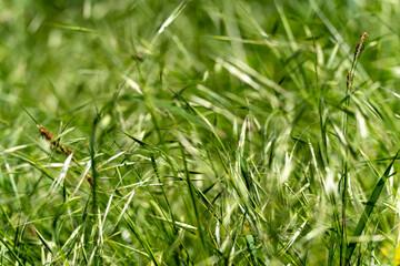 Meadow with wild grass blades. Natural meadow full of small grass blades and flower heads. The movement of the wind is visually noticeable.