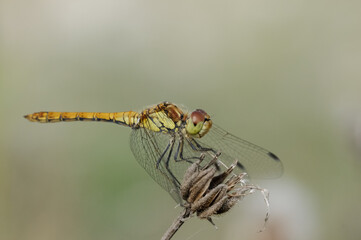 Sympetrum striolatum (maschio immaturo)