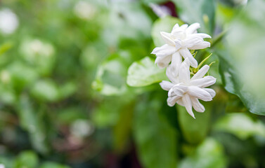 White Jasmine flowers, Close-up of Blooming thai jasmine shrub. White flowers. Background of nature.
