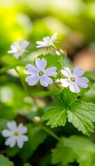 Spring Blossom Bokeh Macro Photography