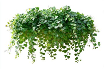 Obraz premium Lush Green Ivy Plant Cascading Downward Isolated on White Background Studio Shot Botanical Detail Nature